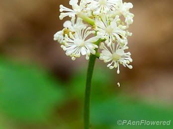 White baneberry